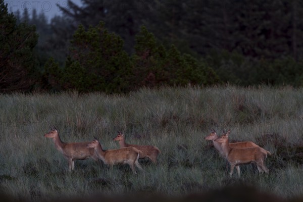 The low evening sun makes the eyes of the red deer (Cervus elaphus) and calves reflect a yellowish colour, twilight, sunset, Denmark