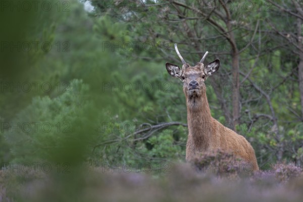 With its elongated shoulder and forward-facing ears, the red deer spike (Cervus elaphus) is trying to figure me out, rutting season, Denmark