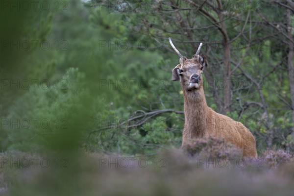 On this evening, the midges are real pests, easily recognised by the eavesdroppers of the red deer sparrow (Cervus elaphus), pests, rut, rutting season, Denmark