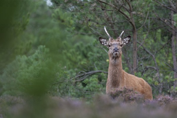 Suddenly the red deer (Cervus elaphus) appears right in front of me, rut, rutting season, Denmark