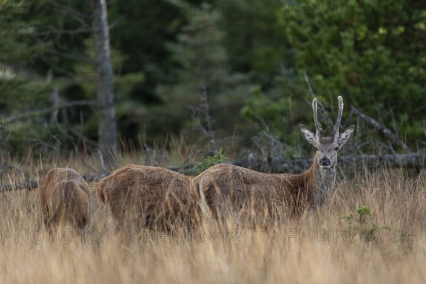 A group of red deer (Cervus elaphus) appear to graze in the clearing, rut, rutting season, Denmark