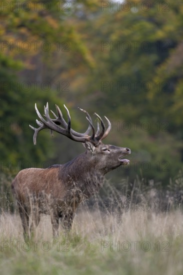 Roaring red deer (Cervus elaphus) in a forest clearing, rut, rutting season, Denmark