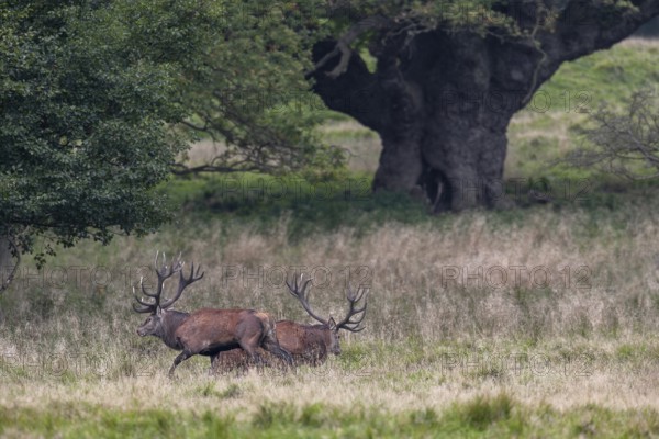 The old red deer (Cervus elaphus) challenges the winner of the first fight again shortly after his victory, knowing full well that the younger rival will have no chance, fight, rut, rutting season, Denmark
