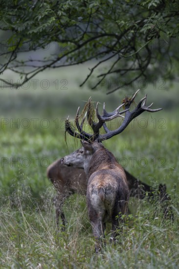 While the red deer is grazing, the red deer (Cervus elaphus) stands vigilantly nearby, rut, rutting season, Denmark