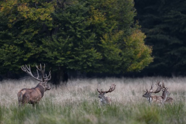 Encounter between red deer (Cervus elaphus) and fallow deer (Dama dama), here the difference in size between the two deer species becomes very clear, Denmark