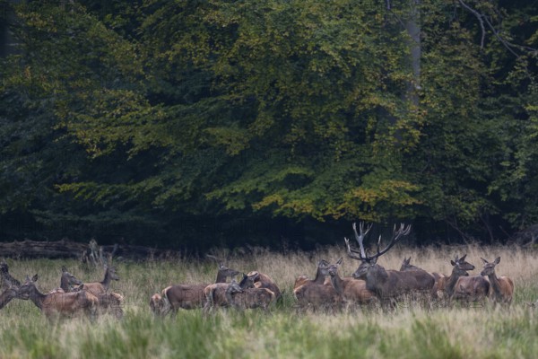 Red deer (Cervus elaphus) with its herd in a forest clearing, rutting season, red deer herd, Denmark