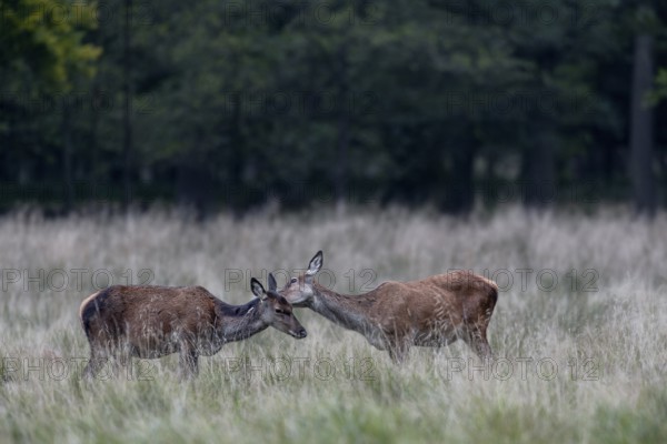 Mutual grooming between two red deer (Cervus elaphus), how much one of the hinds enjoys this affection is easy to see, social behaviour, grooming, rut, rutting season, Denmark