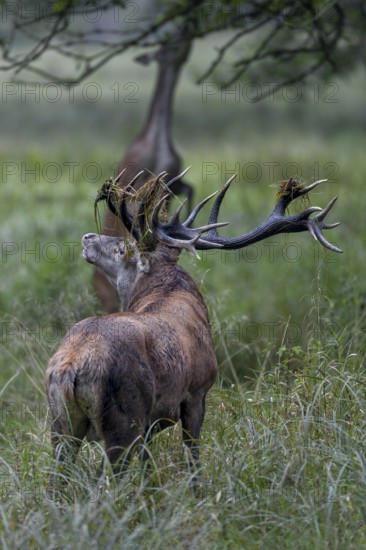 While the red deer, standing on its hind legs, tries to reach beech leaves, the red deer (Cervus elaphus) flehmen and tries to get scent information from her, flehmen, smell, rut, rutting season, Denmark