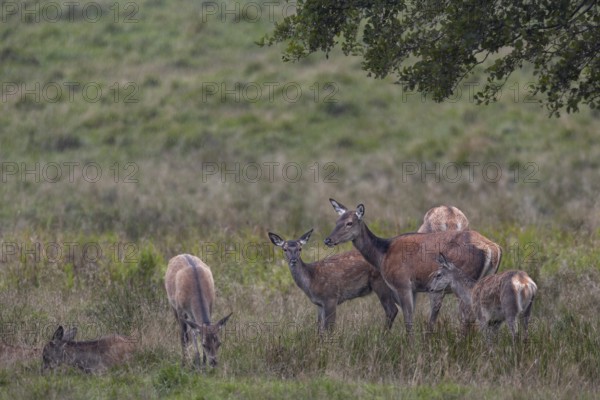 While the red deer (Cervus elaphus) graze relaxed with the stag calves, a calf remains very alert, rain showers, rutting, rutting season, Denmark