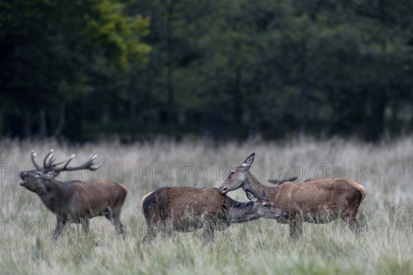 While the red deer (Cervus elaphus) maintain social contacts, the red deer is constantly altiv, social behaviour, grooming, rutting, rutting season, Denmark