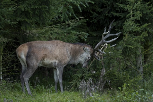 A red deer (Cervus elaphus) forks a spruce with its antlers, causing the small tree to lose large parts of its bark and the top of the tree to break, forking, Feistzeit, Germany