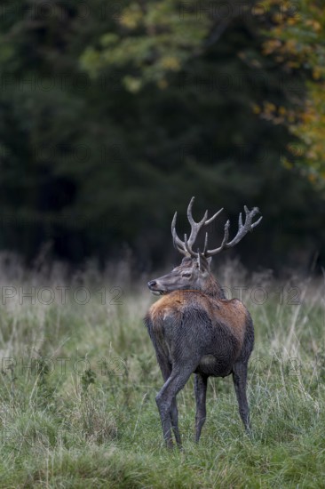 This red deer (Cervus elaphus) was wallowing somewhere in the forest a few minutes ago, mud baths are an important part of the life of this species, wallowing, rut, rutting season, Denmark