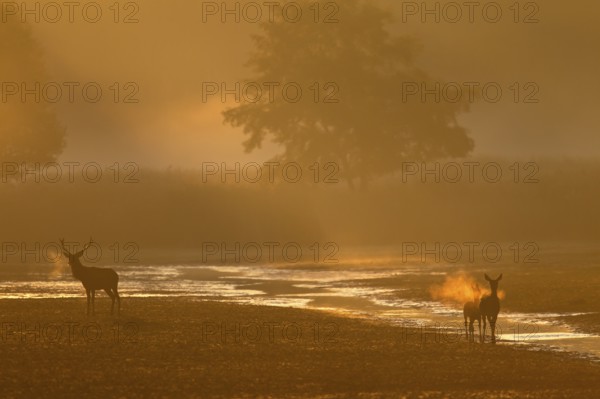 After the red deer (Cervus elaphus) has prevented the doe from moving into the reed belt, she turns and moves in the opposite direction, morning sun, foggy landscape, rutting season, Germany