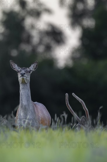 Red deer (Cervus elaphus) and red deer spike in a grain field, Germany