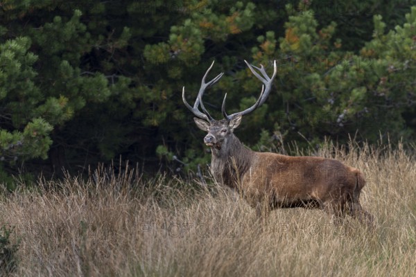 A sound makes the red deer (Cervus elaphus) look attentively into the neighbouring forest, rutting season, Denmark