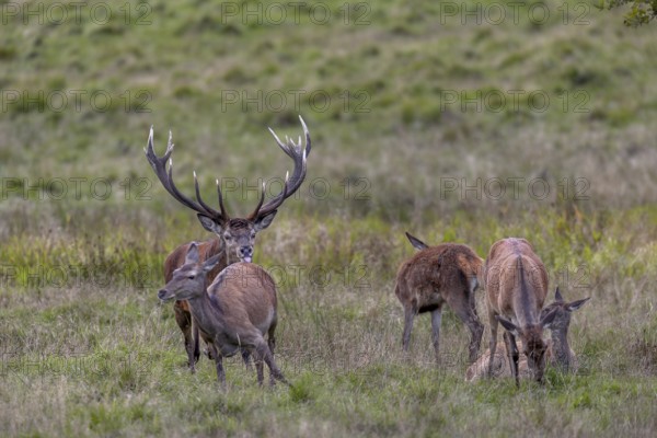 The red deer (Cervus elaphus) follows a doe from the herd and uses the scent marks given off by the doe to test her readiness to mate, rut, rutting season, drive, Denmark