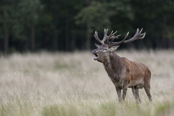 With its roaring, the red deer (Cervus elaphus) consolidates its claim to the herd, rut, rutting season, Denmark