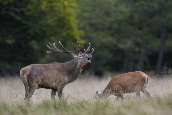 The red deer (Cervus elaphus) roars almost non-stop, while the wild deer graze unperturbed, rutting, rutting season, Denmark