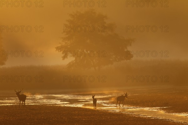 The red deer (Cervus elaphus) tries to prevent the red deer from moving into the adjacent reed belt through imposing behaviour and all this in an incredible morning mood, rutting season, Germany