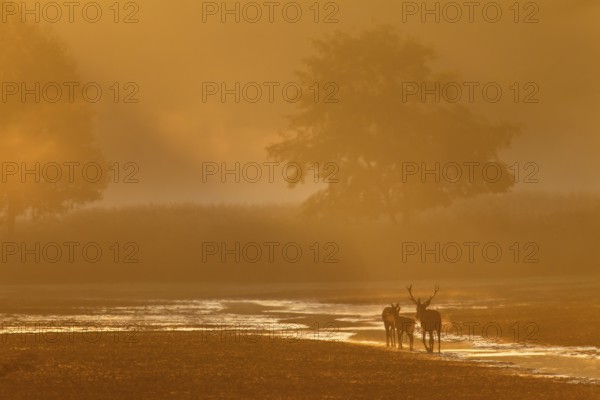 A middle-aged red deer (Cervus elaphus) follows a red deer and calf in the most beautiful morning light, morning sun, rutting season, Germany