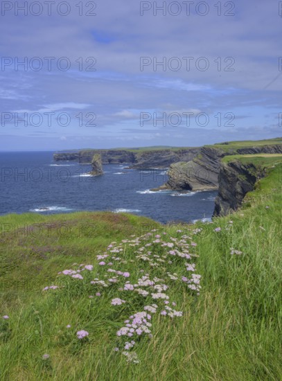 Common yarrow (Achilea millefolium) and cliff coast of, Kilkee, County Clare, Ireland
