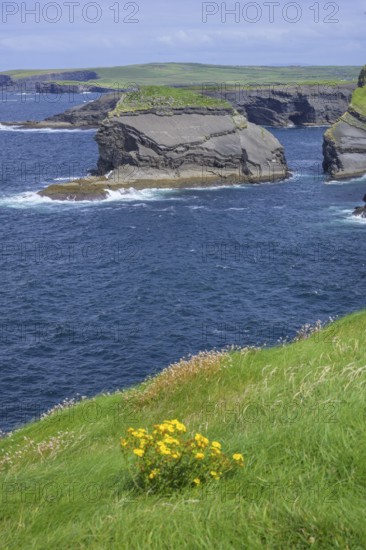 Cliffs of, Kilkee, County Clare, Ireland