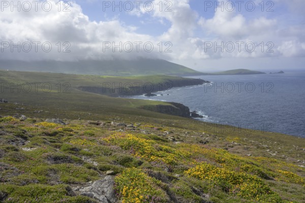 Blooming broom and rocky coast seen from Clogher Head, Clogher, Kerry, Ireland