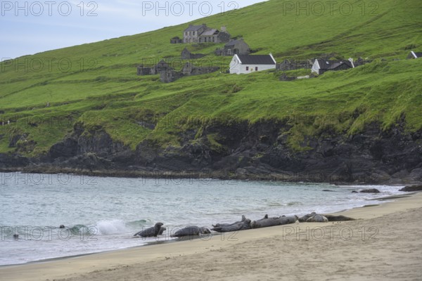 Seals on the beach behind house ruins, Great Blasket Island, Dunquin, Kerry, Ireland