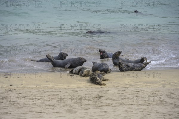 Seals on the beach, Great-Blasket Island, Dunquin, Kerry, Ireland