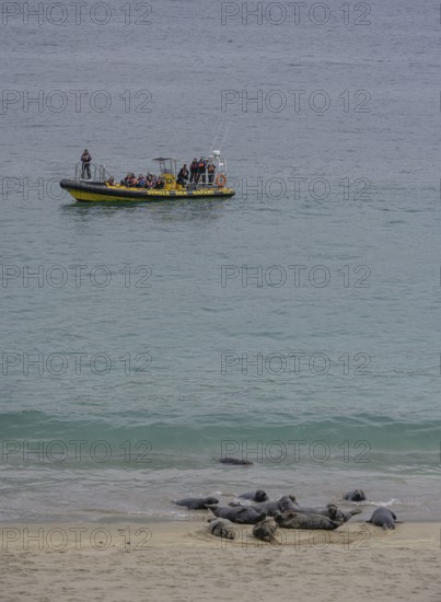 Tour boat and seals on the beach, Great-Blasket Island, Dunquin, Kerry, Ireland