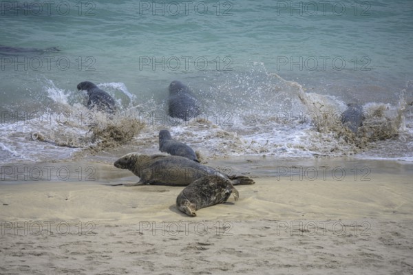 Seals flee into the sea, Great-Blasket Island, Dunquin, Kerry, Ireland