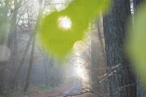 Sunlight falls through a hole in a large green leaf, light rays fall on a forest path in fog, flooded with light, lights, morning haze, morning sun, foggy, forest, path, morning mood, early fog, sunrise, sunrays, mixed forest, deciduous forest, tall trees, avenue, shadow, autumnal, colored, leaves, lighting mood, sun, morning, haze, natural forest, nature, atmospheric, atmospheric, mystical, magical, season, beauty, LÃ¼neburg District, Lower Saxony, Germany