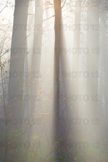 Light-flooded forest, rays of light and shadow, sunbeams, dense trees, fascinating, light rays, thick fog, glowing, morning haze, morning sun, foggy, forest, morning mood, early fog, sunrise, sunrays, light rays, natural, mixed forest, deciduous forest, tall trees, autumnal, colored, leaves, lighting mood, sun, sunlight, morning, haze, natural forest, nature, atmospheric, atmospheric, mystical, magical, mysterious, beauty, LÃ¼neburg District, Lower Saxony, Germany