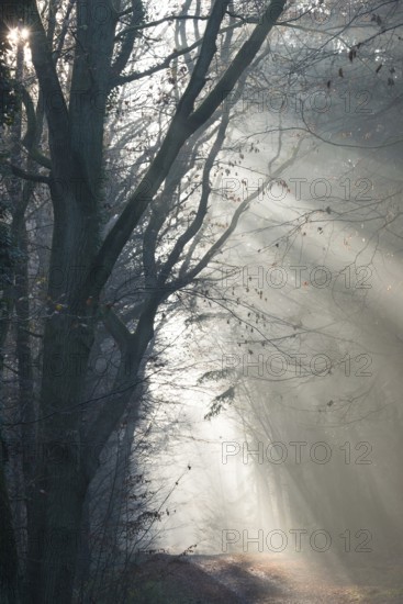 Rays of light in a foggy forest illuminate a path, light-flooded forest path, gnarled oak, rustic, wild, fog, lights, morning haze, morning sun, forest, path, morning mood, early fog, sunrise, sunrays, light rays, natural, mixed forest, deciduous forest, tall trees, shade, lighting mood, sun, sunlight, morning, haze, nature, atmospheric, mystical, enchanting, creepy, mysterious, mystical, fairytale, gloomy, district of LÃ¼neburg, Lower Saxony, Germany