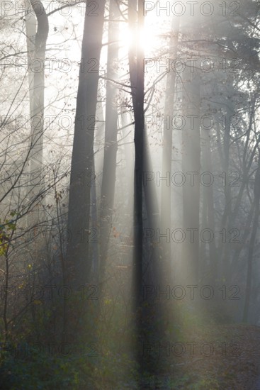 Light-flooded forest, rays of light and shadow, sunbeams, dense straight trees, fascinating, light rays, thick fog, glowing, morning haze, morning sun, foggy, forest, morning mood, early fog, sunrise, sunrays, light rays, mixed forest, undergrowth, tall trees, autumnal, leaves, lighting mood, sun, sunlight, morning, haze, natural forest, nature, atmospheric, mystical, magical mysterious, beauty, LÃ¼neburg District, Lower Saxony, Germany