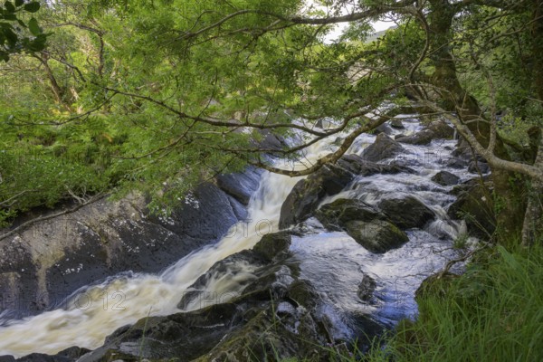 Stream in Killarney National Park, Muckross, Kerry, Ireland