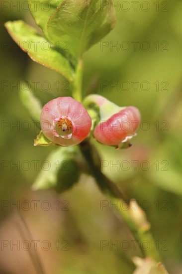 Blueberry blossom (Vaccinium myrtillus), European blueberry, blueberry, wild blueberry (Vaccinium myrtillus), close-up of blossoms, Wilnsdorf, North Rhine-Westphalia, Germany