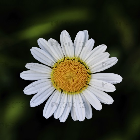 Low-nutrient meadow daisy Low-nutrient meadow daisy (Chrysanthemum leucanthemum), flower against a black background, Wilnsdorf, North Rhine-Westphalia, Germany