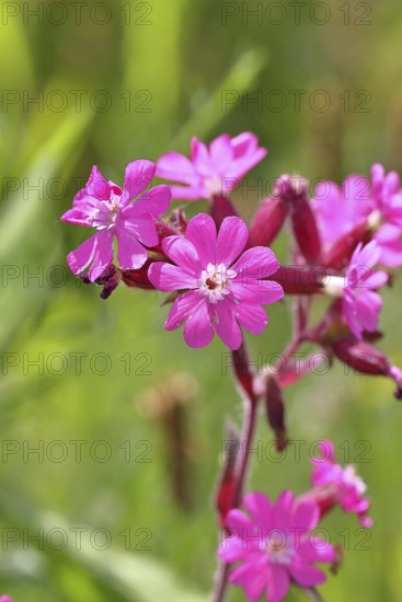 Red campion (Silene dioica), close-up of a flower in a meadow, Wilnsdorf, North Rhine-Westphalia, Germany