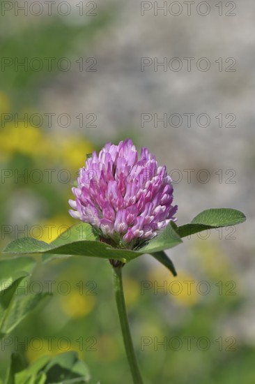 Meadow clover, red clover (Trifolium pratense), flower in a meadow, medicinal herb, Wilnsdorf, North Rhine-Westphalia, Germany