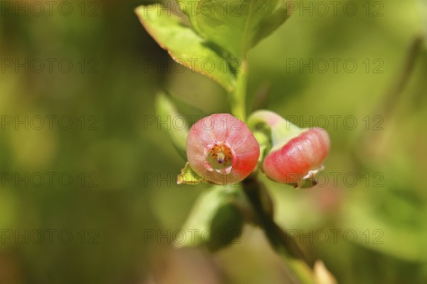 Blueberry blossom (Vaccinium myrtillus), European blueberry, blueberry, wild blueberry (Vaccinium myrtillus), close-up of blossoms, Wilnsdorf, North Rhine-Westphalia, Germany