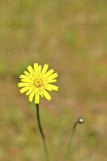 Mouse-ear hawkweed, also known as mouse-eared hawkweed or long-haired hawkweed (Hieracium pilosella), medicinal plant used medicinally as a diuretic, it also has a mild psychoactive effect that has been compared to that of cannabis, close-up, Wilnsdorf, North Rhine-Westphalia, Germany