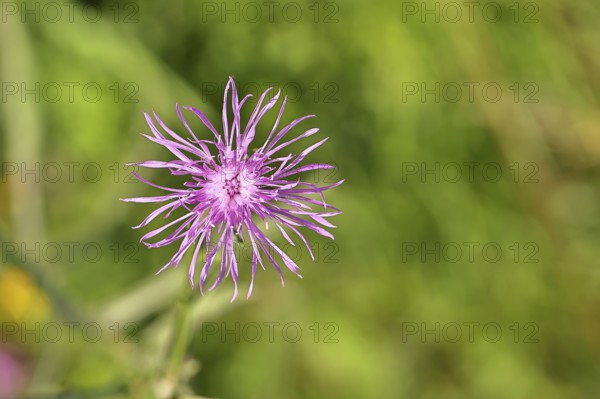 Meadow knapweed or common knapweed (Centaurea jacea), flower, Wilnsdorf, North Rhine-Westphalia, Germany