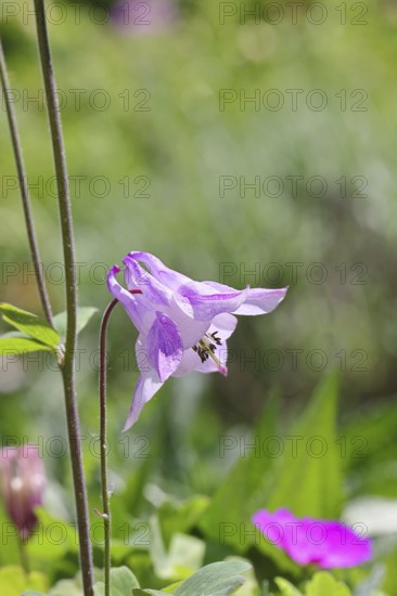 Columbine (Aquilegia vulgaris), pink flower at the edge of a forest, in spring, Wilnsdorf, North Rhine-Westphalia, Germany