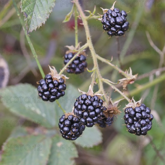 Blackberries (Rubus fruticosus), ripe fruit on a bush in a forest, Wilnsdorf, North Rhine-Westphalia, Germany