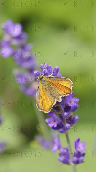 Large skipper (Ochlodes venatus), collecting nectar from a flower of Common lavender (Lavandula angustifolia), close-up, macro photograph, Wilnsdorf, North Rhine-Westphalia, Germany