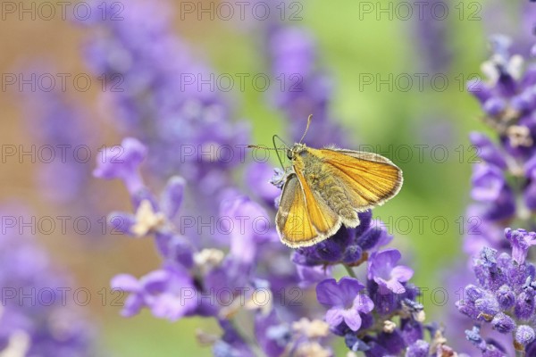 Large skipper (Ochlodes venatus), collecting nectar from a flower of Common lavender (Lavandula angustifolia), close-up, macro photograph, Wilnsdorf, North Rhine-Westphalia, Germany