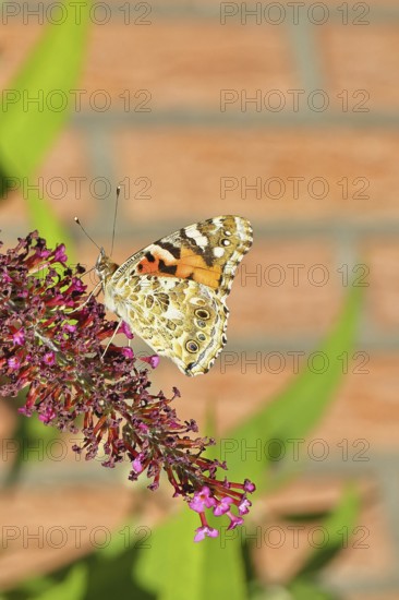 Thistle butterfly (Vanessa cardui) on a flower of the butterfly bush (Buddleja davidii), butterfly bush, in a natural environment in the wild, underside of wings, wildlife, insects, butterflies, butterflies, Wilnsdorf, North Rhine-Westphalia, Germany