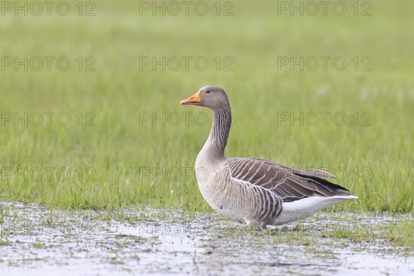 Grey goose (Anser anser) on a moor, DÃ¼mmer, Lake DÃ¼mmer, Ochsenmoor, HÃ¼de, Lower Saxony, Germany