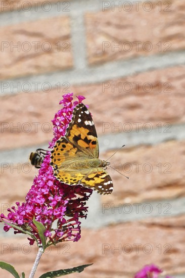 Thistle butterfly (Vanessa cardui) on a flower of the butterfly bush (Buddleja davidii), in a natural environment in the wild, Wildlife, Insects, Butterflies, Butterflies, Wilnsdorf, North Rhine-Westphalia, Germany